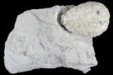 Cystoid Fossil (Holocystites) on Rock - Indiana #85698-1